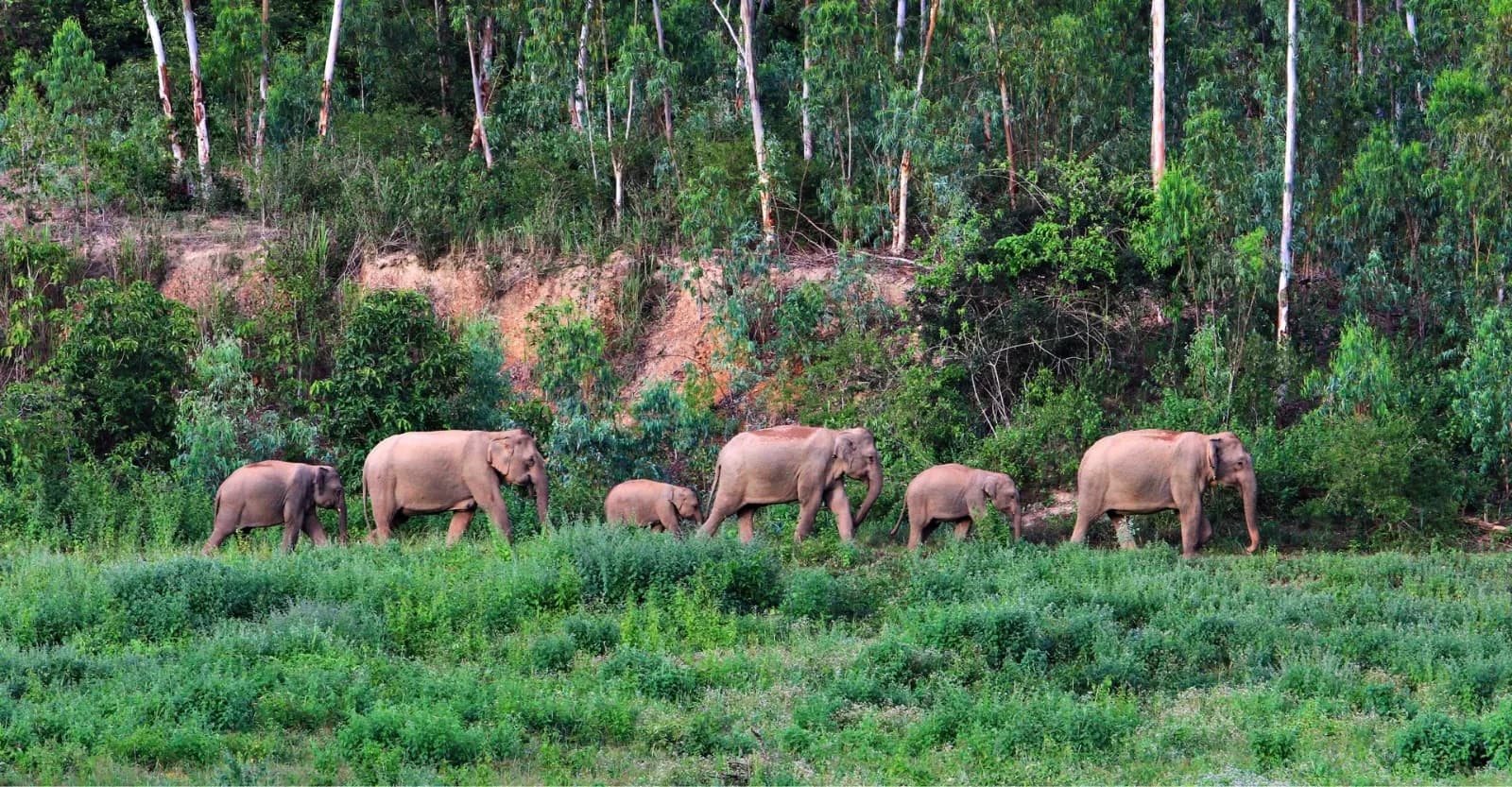 A herd of wild Asian elephants with calves walking in single file across a green clearing at the forest edge in Kui Buri National Park, near Hua Hin